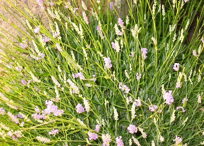 Appartamento Vrulje *